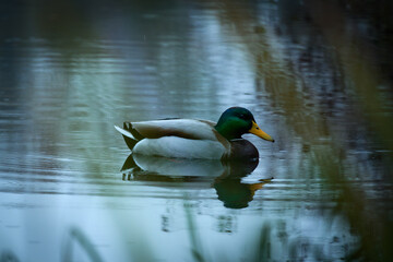Duck in the Sartirana pond, autumn