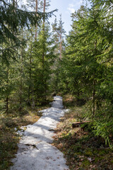 Landscape. Spring forest. A forest path. Most of the snow has already melted