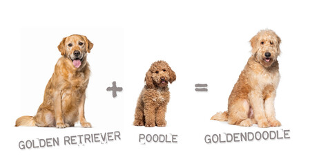 Illustration of a mix between two breeds of dog - Golden retriever and poodle giving birth to a goldendoodle