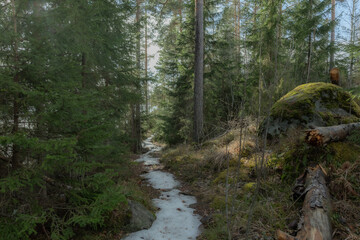 Landscape. Spring forest. A forest path. Most of the snow has already melted