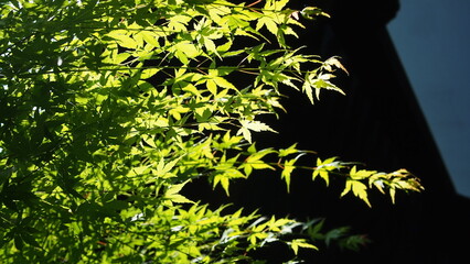 Green maple leaves stock photo background dark sunlight 