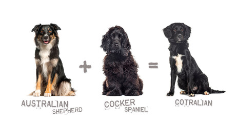 Illustration of a mix between two breeds of dog - australian shepherd and cocker spaniel giving...