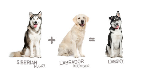 Illustration of a mix between two breeds of dog - Siberian Husky and Labrador retriever giving birth to a Labsky