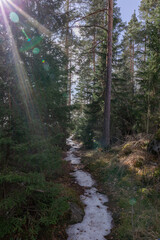 Landscape. Spring forest. A forest path. Most of the snow has already melted