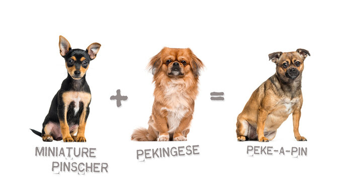 Illustration of a mix between two breeds of dog - Miniature Pinscher and pekingese giving birth to a Peke-a-Pin