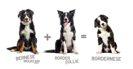 Illustration of a mix between two breeds of dog - Border collie and Bernese Mountain Dog giving birth to a Bordernese
