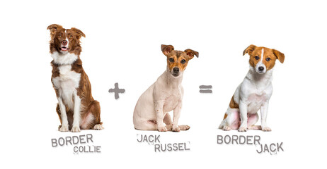 Illustration of a mix between two breeds of dog - Border collie and Jack russell terrier giving...