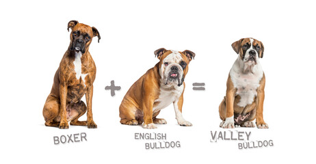 Illustration of a mix between two breeds of dog - boxer and english bulldog giving birth to a...