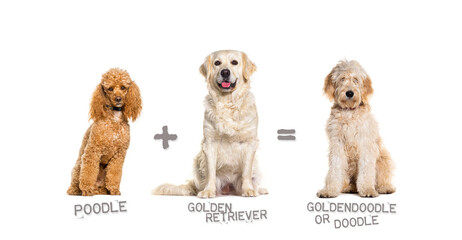 Illustration of a mix between two breeds of dog - poodle and Golden retriever giving birth to a Goldendoodle - obrazy, fototapety, plakaty