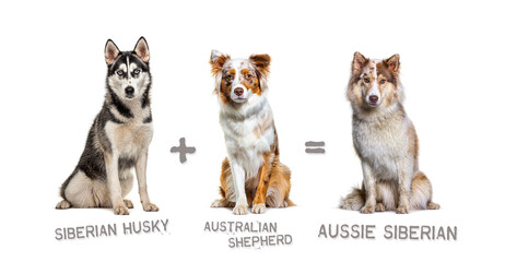 Illustration of a mix between two breeds of dog - siberian husky and australian shepherd giving birth to a aussie siberian