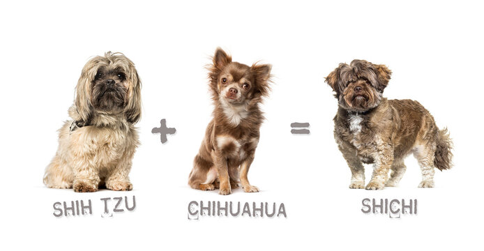 Illustration of a mix between two breeds of dog - chihuahua and shih tzu giving birth to a Shichi