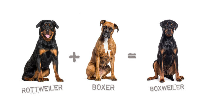 Illustration of a mix between two breeds of dog - Rottweiler and Boxer giving birth to a Boxweiller