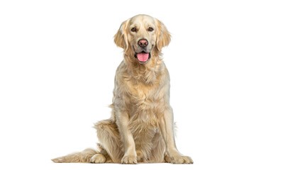 Golden Retriever Sitting,  panting and looking at the camera, isolated on white. Remastered