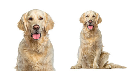Head shot and full body portrait of a Golden Retriever Sitting,  panting and looking at the camera, isolated on white. Remastered