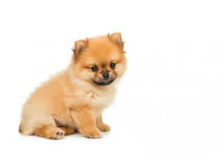Obraz premium Pomeranian spitz