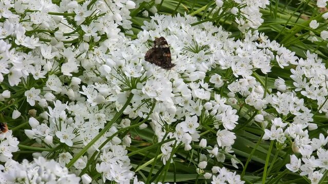 Farfalla su allium ursinum in primavera