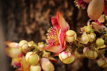 Albero tropicale (Couroupita guianensis) detto anche Albero delle palle di cannone. Primo piano di un fiore appena sbocciato