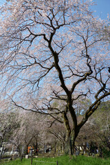 春の岩屋寺　枝垂れ桜　京都市山科区西野山