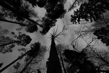 upward view in a dark spooky forest