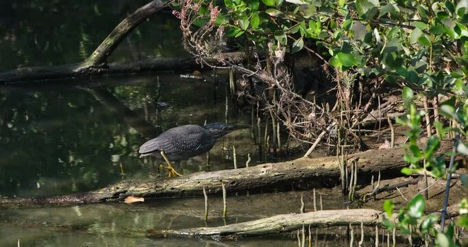 Seen moving towards the right with an intension to strike on a target, Striated Heron Butorides striata, Thailand