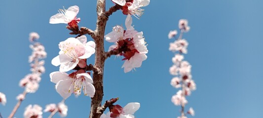 beautiful spring flowers on blue background