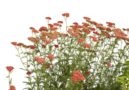 Red Yarrow Achillea Flowers Isolated on White