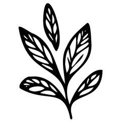 Hand drawn leaves line linear black Strock Symbol visual illustration Plant nature hand drawn set. Collection botanical element Elegante vintage style