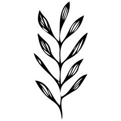 Hand drawn winter leaves and branches. Floral twig, botanical branch with berry and leaf doodle. Plant leaf feather and fir tree branches element. Isolated vector icons