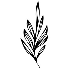 Hand drawn leaves line linear black Strock Symbol visual illustration Leaves doodle Collection of pencil chalk hand drawn templates sketches patterns of different shape tree foliage 