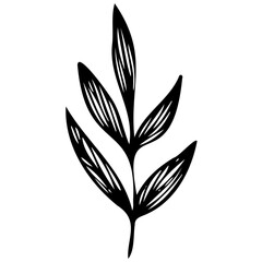Obraz premium Hand drawn leaves line linear black Strock Symbol visual illustration Leaves doodle Collection of pencil chalk hand drawn templates sketches patterns of different shape tree foliage 