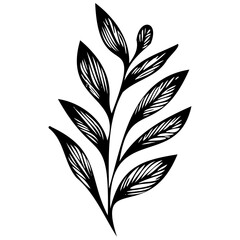 Hand drawn leaves line linear black Strock Symbol visual illustration Leaves doodle Collection of pencil chalk hand drawn templates sketches patterns of different shape tree foliage 