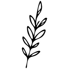 Hand drawn leaves line linear black Strock Symbol visual illustration Plant nature hand drawn set. Collection botanical element. Elegante vintage style