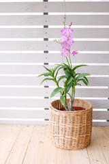 Pink orchid flowers on beautiful white wooden background.