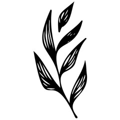 Hand drawn leaves line linear black strock Symbol visual illustration branch and leaves collection. Floral hand drawn vintage set. Sketch line art illustration. Element design