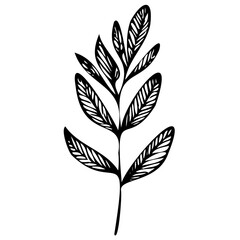 Hand drawn leaves line linear black strock Symbol visual illustration branch and leaves collection. Floral hand drawn vintage set. Sketch line art illustration. Element design