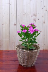 Fototapeta na wymiar Catharanthus pink flowers on brown wood background