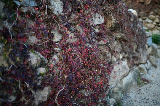 red ivy