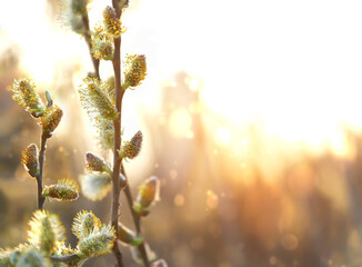 blossom fluffy willow branches on light sunny natural abstract background. nature artistic image...