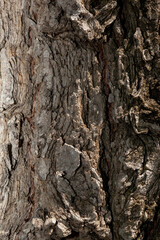 the texture of the layer of tree bark that is crusty or has a cracked or cracked texture