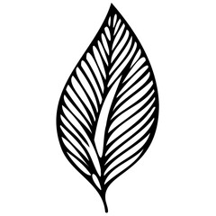 Hand drawn leaves line linear black strock Symbol visual illustration Minimal botanical hand drawing design for logo and wedding invitation. Floral line art. Flower and leaves Element