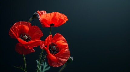 Red poppies on black background. Generative Ai
