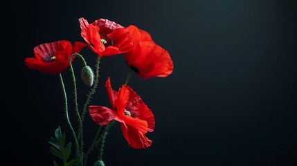 Red poppies on black background. Generative Ai