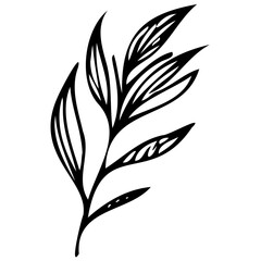 Hand drawn leaves line linear black Strock Symbol visual illustration Wild plant leaves hand drawn black on white background. Forest branch silhouette