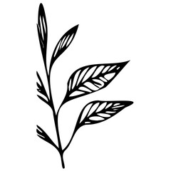 Hand drawn leaves line linear black Strock Symbol visual illustration Wild plant leaves hand drawn black on white background. Forest branch silhouette