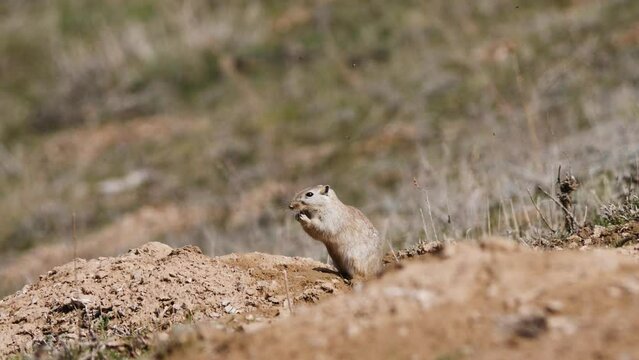 A steppe rodent near its burrow. A large gerbil. A species of rodent widespread in Central Asia