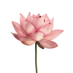 pink water lily lotus isolated white background