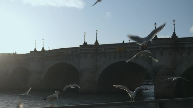 Slow motion seagulls and pigeons flying near the Seine river , sunny backlight