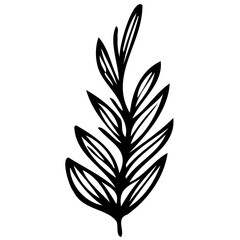 Hand drawn leaves line linear black strock Symbol visual illustration Hand drawn leaves line linear black Strock Symbol visual illustration hand drawn curly grass and on white background