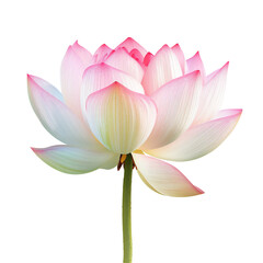 pink water lily lotus isolated white background