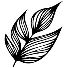 Hand drawn leaves line linear black Strock Symbol visual illustration Hand drawn leaves line linear black Strock Symbol visual illustration hand drawn curly grass and on white background